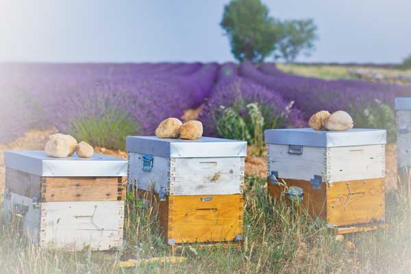 Felder-Honig-Lavendel-Bienen-Provence