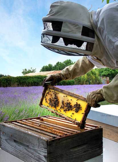 Lavendel-Honig-Imker-Miel-de-Provence